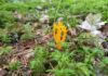 Необычный гриб, похожий на Рогатик или Калоцеру клейкую (Calocera viscosa). Фото: Юрий Стиканс