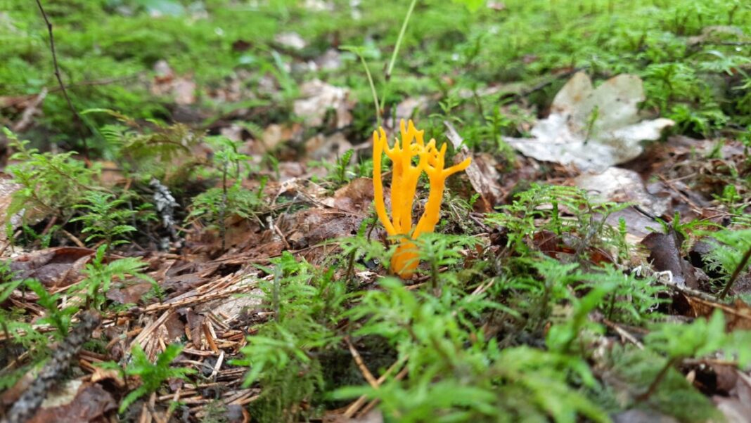 Необычный гриб, похожий на Рогатик или Калоцеру клейкую (Calocera viscosa). Фото: Юрий Стиканс