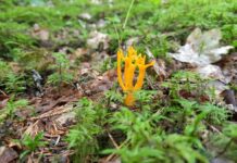 Необычный гриб, похожий на Рогатик или Калоцеру клейкую (Calocera viscosa). Фото: Юрий Стиканс