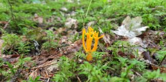 Необычный гриб, похожий на Рогатик или Калоцеру клейкую (Calocera viscosa). Фото: Юрий Стиканс
