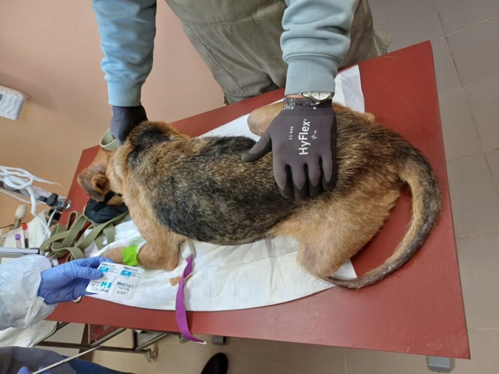 Собака по кличке Прина, которую хозяйка бросила в одиночестве в Науенской волости Аугшдаугваского края. Фото: OTRĀ MĀJA