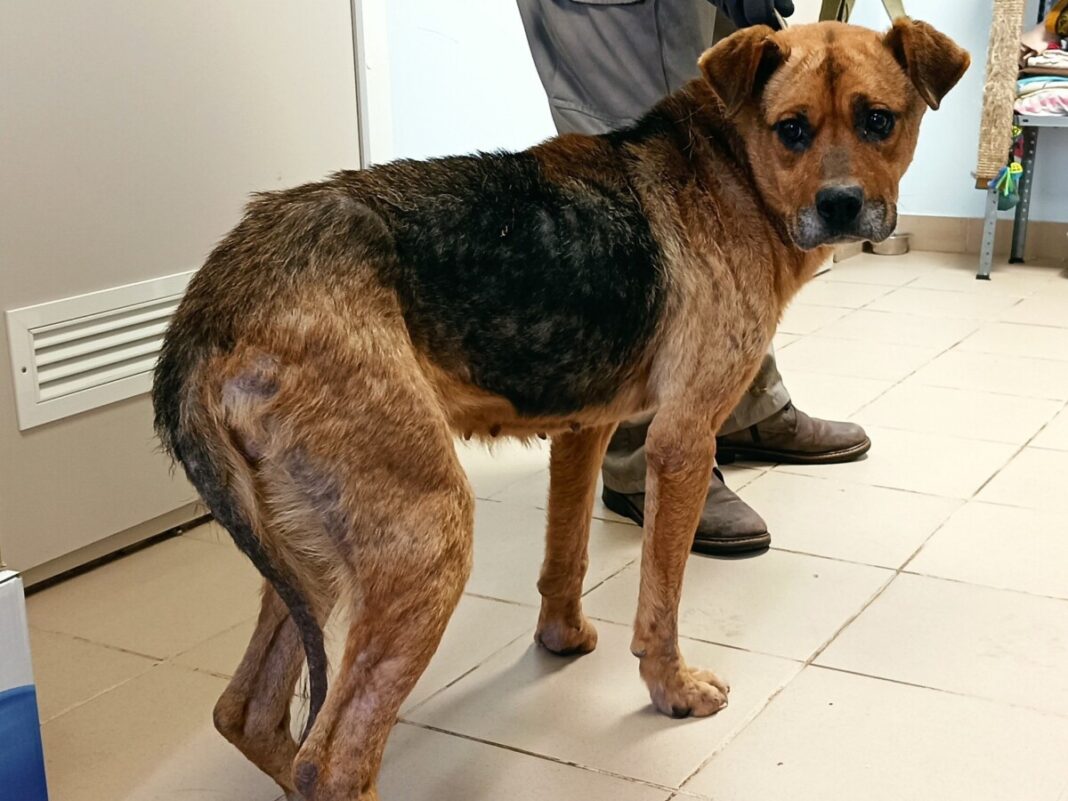 Собака по кличке Прина, которую хозяйка бросила в одиночестве в Науенской волости Аугшдаугваского края. Так она выглядела, когда только попала в приют. Фото: OTRĀ MĀJA