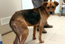 Собака по кличке Прина, которую хозяйка бросила в одиночестве в Науенской волости Аугшдаугваского края. Так она выглядела, когда только попала в приют. Фото: OTRĀ MĀJA