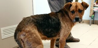Собака по кличке Прина, которую хозяйка бросила в одиночестве в Науенской волости Аугшдаугваского края. Так она выглядела, когда только попала в приют. Фото: OTRĀ MĀJA