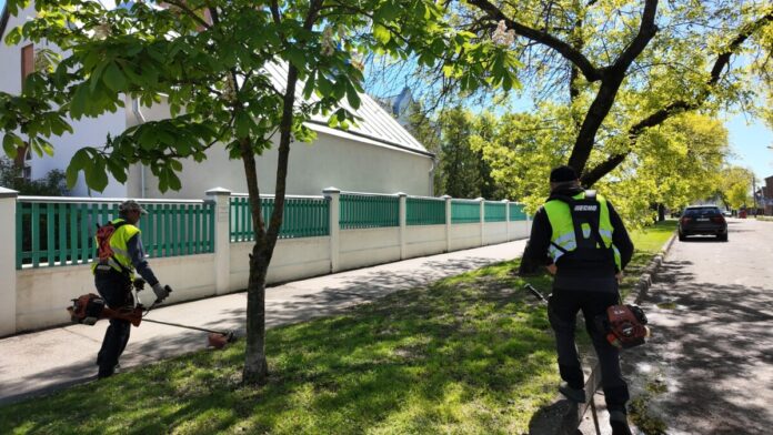 Покос травы в Даугавпилсе на Новом Строении, около старообрядческого храма на улице Пушкина, 16А. Фото: Управление коммунального хозяйства Покос травы в Даугавпилсе на Новом Строении, около старообрядческого храма на улице Пушкина, 16А. Фото: Управление коммунального хозяйства