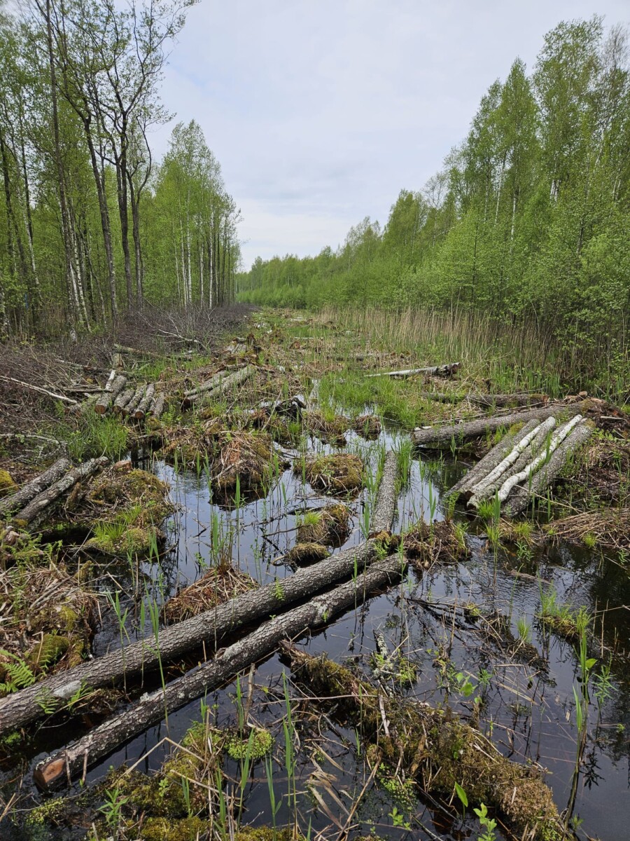 Территория у восточной границы Латвии. Фото: Valsts nekustamie īpašumi (публикация от 6 августа 2025 года)