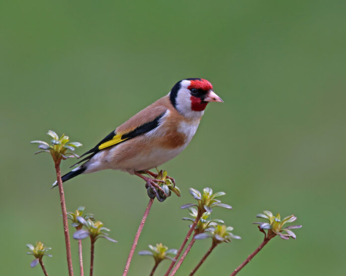 Щегол или dadzītis, латинское название - Carduelis carduelis. Эта маленькая птичка остаётся зимовать в наших краях и способна выжить в сильнейшие морозы. Фото: Виктор Иванов