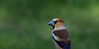 Обыкновенный дубонос (Coccothraustes coccothraustes) - этих птиц в Латгалии чаще всего можно увидеть и услышать весной, когда они пересекают нашу территорию, направляясь на север. Фото: Виктор Иванов