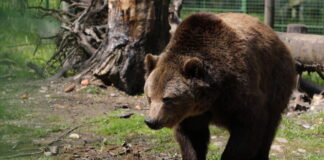Бурый медведь в вольере у "Природной тропы Лигатне" в Латвийском национальном парке "Гауя". Фото: Эвия Трифанова / LETA