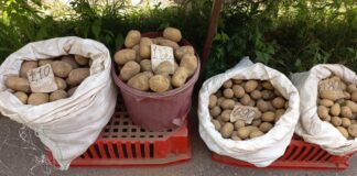 Ранние сорта картошки на рынке на Кожзаводе в Даугавпилсе. 21 августа 2025 года. Фото: Инна Плавока