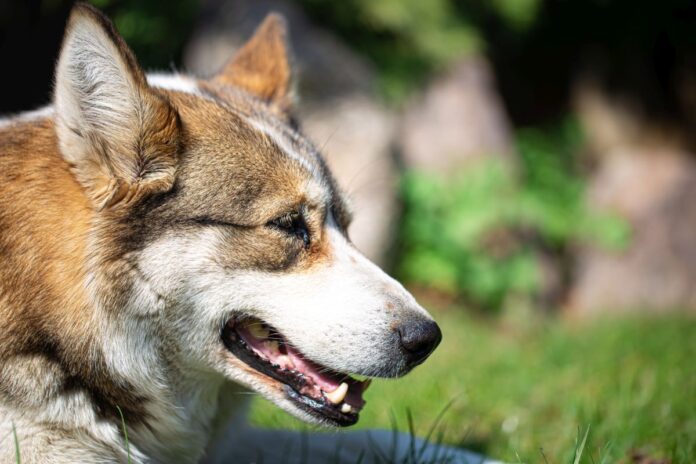 husky Собака. Иллюстративное фото: pvproductions / freepik