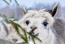 Обитатель мини-зоопарка JuRita ест хвою. Фото со страницы JuRita mini ZOO в Фейсбуке