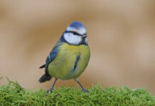 Лазоревка (Zilzīlīte, Cyanistes caeruleus) - одна из самых известных и в то же время интересных птиц Латгалии. Фото: Виктор Иванов