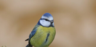 Лазоревка (Zilzīlīte, Cyanistes caeruleus) - одна из самых известных и в то же время интересных птиц Латгалии. Фото: Виктор Иванов