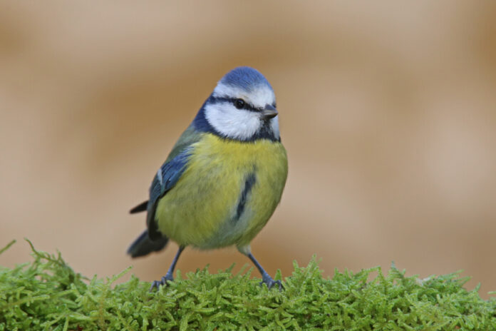 Лазоревка (Zilzīlīte, Cyanistes caeruleus) - одна из самых известных и в то же время интересных птиц Латгалии. Фото: Виктор Иванов