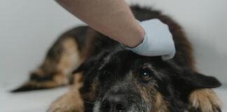 Иллюстративное изображение: Tima Miroshnichenko / pexels.com