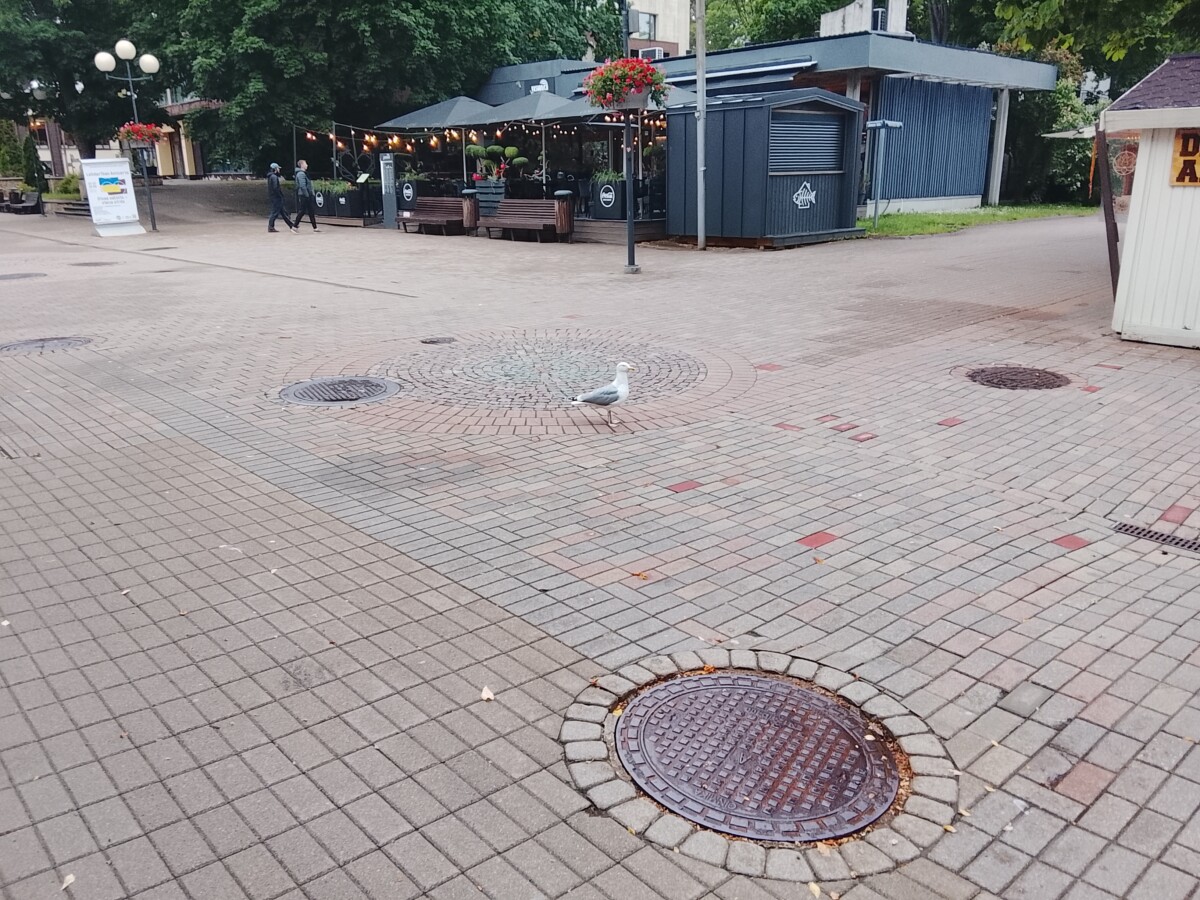 Чайка на улице Йомас в Юрмале. Фото: Андрей Шаврей