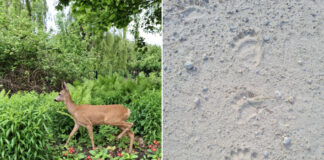В Даугавпилсе заметили косулю, а в Бикерниеках — следы медведя. Что делать при встрече с дикими животными? Дикая косуля в Латгальском зоосаде и след медведя в Бикерниекской волости Аугшдаугавского края. 31 мая 2026 года. Фото слева — Натальи Вернитской, справа — Ванды Гибовской