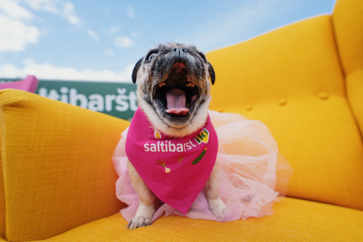 Фестиваль холодного супа Vilnius Pink Soup Fest в Вильнюсе. 5 -7 июня 2026 года. Фото: Go Vilnius