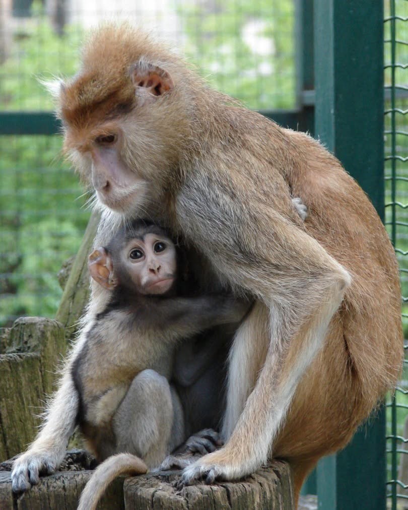 Питомцы Рижского зоопарка. Фото со страницы Rīgas Zoodārzs/Riga Zoo на Фейсбуке