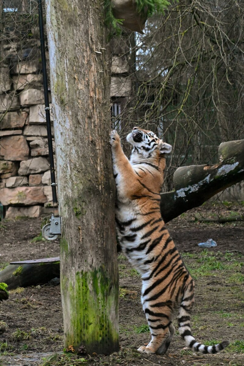 Питомцы Рижского зоопарка. Фото со страницы Rīgas Zoodārzs/Riga Zoo на Фейсбуке