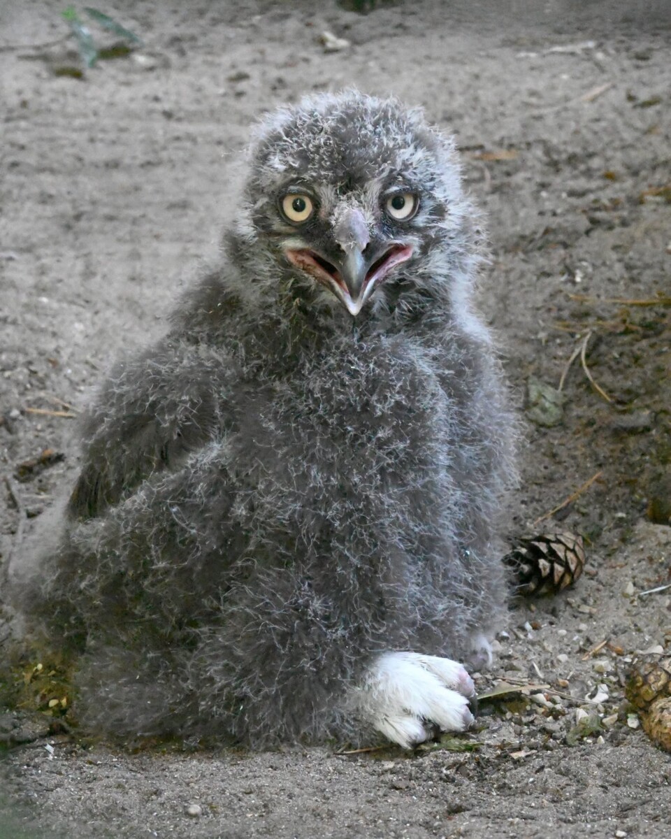 Питомцы Рижского зоопарка. Фото со страницы Rīgas Zoodārzs/Riga Zoo на Фейсбуке