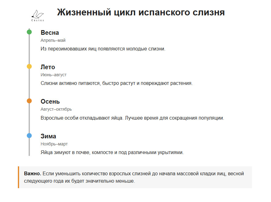 Жизненный цикл испанского слизня. Инфографика: Chayka.lv