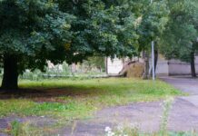 Поваленная берёза в одном из дворов Даугавпилса 22 августа. Фото: Дмитрий Макеев