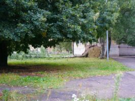Поваленная берёза в одном из дворов Даугавпилса 22 августа. Фото: Дмитрий Макеев