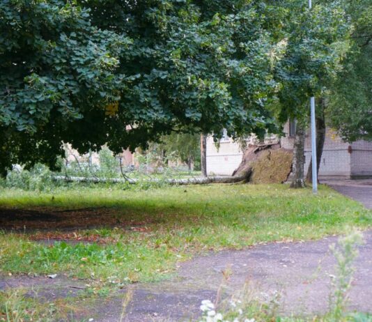 Куда деть поваленные бурей деревья в Даугавпилсе и можно ли получить за древесину деньги Поваленная берёза в одном из дворов Даугавпилса 22 августа. Фото: Дмитрий Макеев