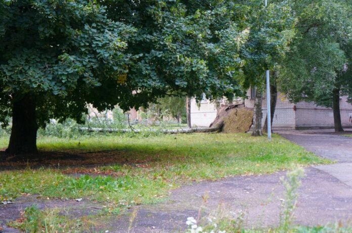 Поваленная берёза в одном из дворов Даугавпилса 22 августа. Фото: Дмитрий Макеев