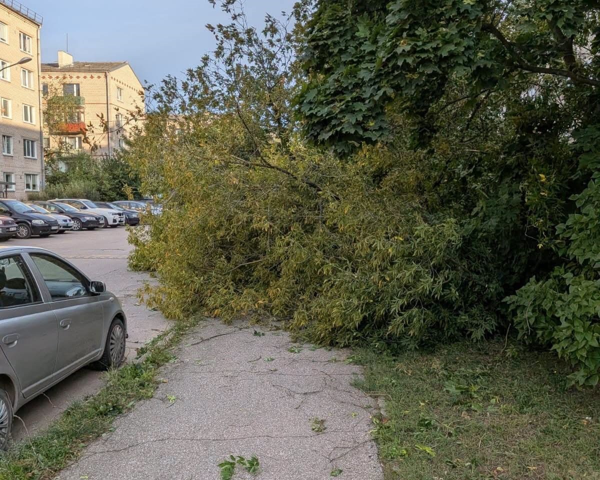 Последствия бури 22 и 23 августа в Даугавпилсе. Фото: Daugavpils Komunālās saimniecības pārvalde