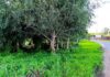 Домик раздора у озера Губище: в Даугавпилсе разгорелся конфликт из-за официальной кошачьей колонии В Даугавпилсе разгорелся конфликт из-за официальной кошачьей колонии у озера Губище. Фото: Эвита Савицкая (12 августа 2026 года)