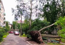 Поваленное ветром дерево в Даугавпилсе. 22 августа 2026 года. Фото: Эвита Савицкая