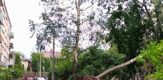 Поваленное ветром дерево в Даугавпилсе. 22 августа 2026 года. Фото: Эвита Савицкая