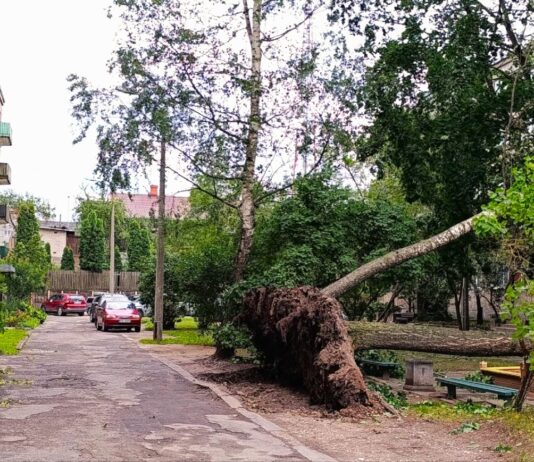 Поваленное ветром дерево в Даугавпилсе. 22 августа 2026 года. Фото: Эвита Савицкая