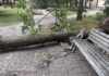 Поваленное бурей дерево в Центральном парке Даугавпилсе. Фото: Daugavpils Komunālās saimniecības pārvalde