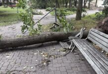 Поваленное бурей дерево в Центральном парке Даугавпилсе. Фото: Daugavpils Komunālās saimniecības pārvalde