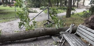 Поваленное бурей дерево в Центральном парке Даугавпилсе. Фото: Daugavpils Komunālās saimniecības pārvalde