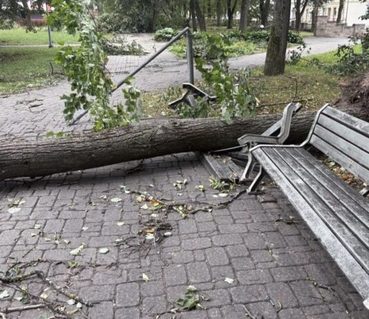 Поваленное бурей дерево в Центральном парке Даугавпилсе. Фото: Daugavpils Komunālās saimniecības pārvalde
