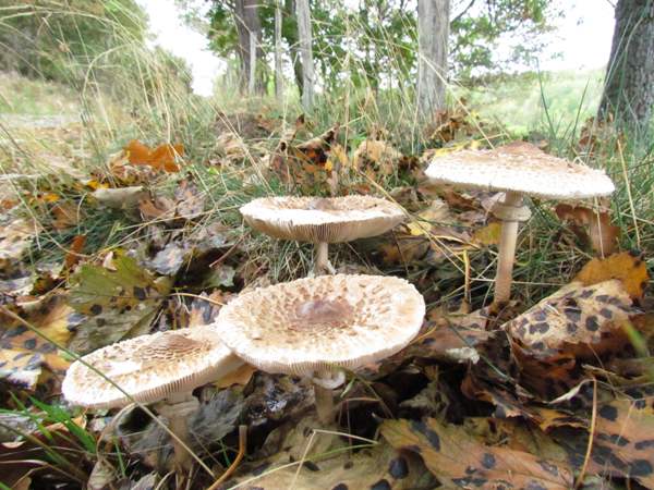 Зонтик краснеющий - Chlorophyllum rhacodes. Фото: first-nature.com