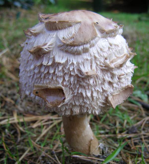 Зонтик краснеющий - Chlorophyllum rhacodes. Фото: first-nature.com