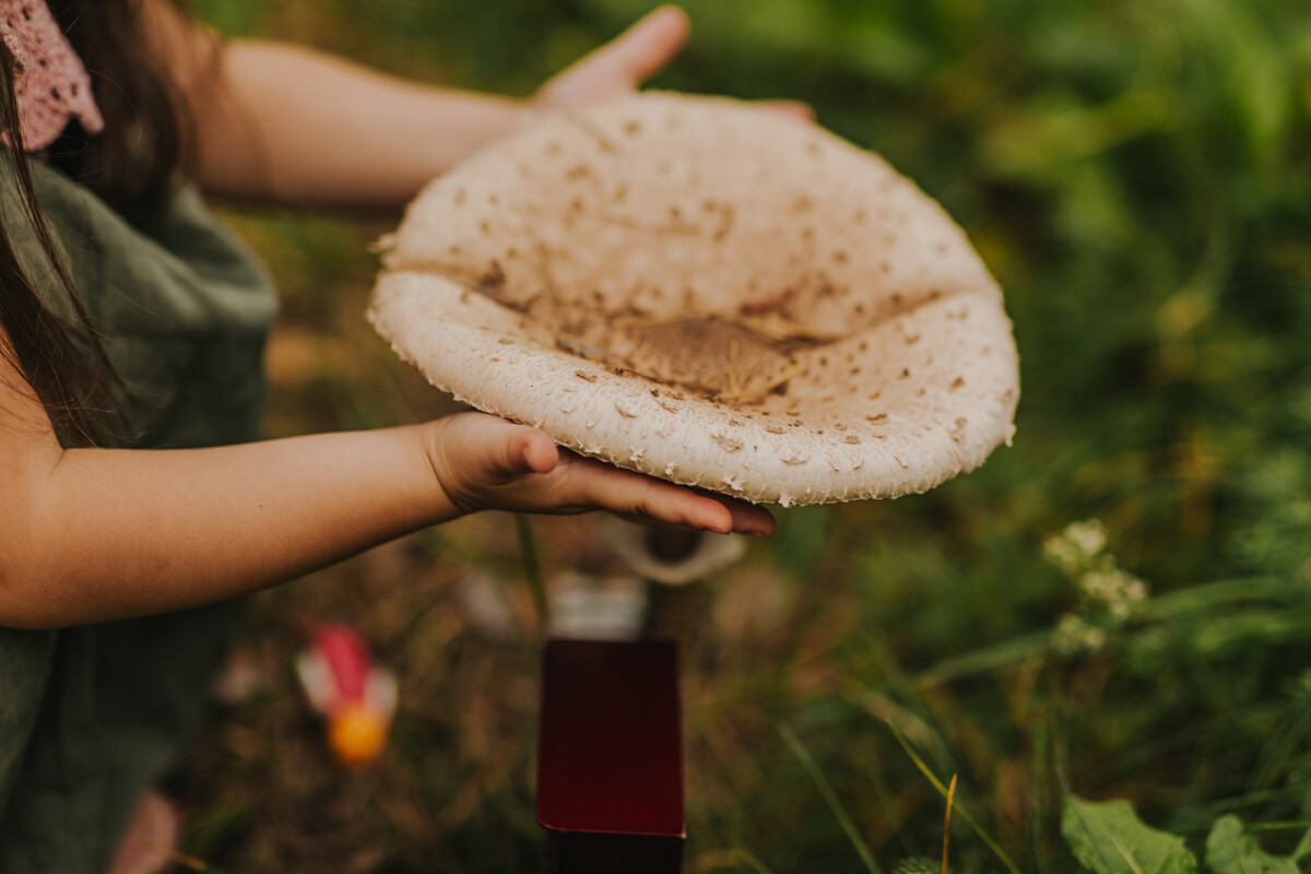 Гриб - зонтик (Macrolepiota procera). Фото: Ирина Маскаленко