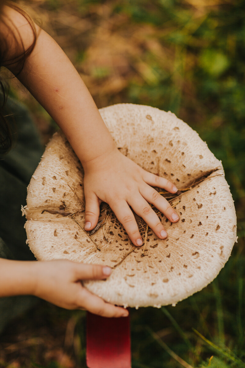 Гриб - зонтик (Macrolepiota procera). Фото: Ирина Маскаленко
