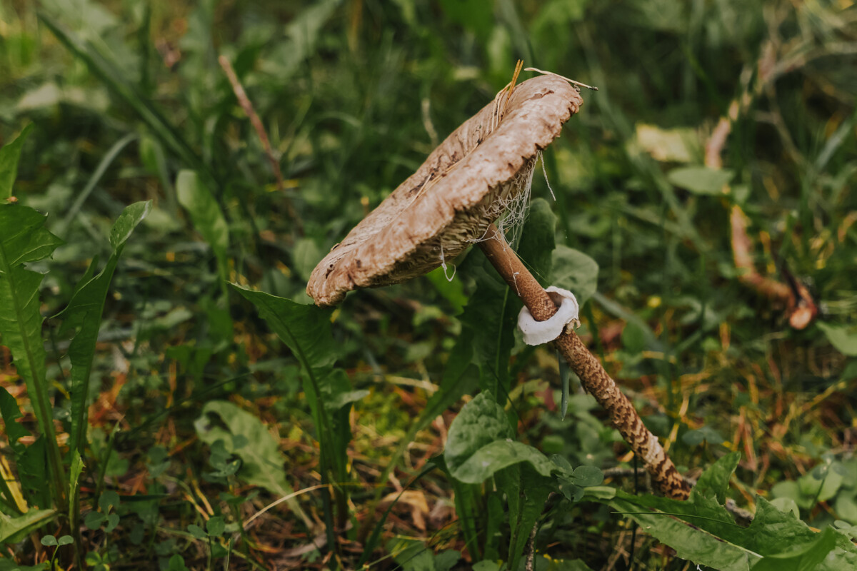 Гриб - зонтик (Macrolepiota procera). Фото: Ирина Маскаленко