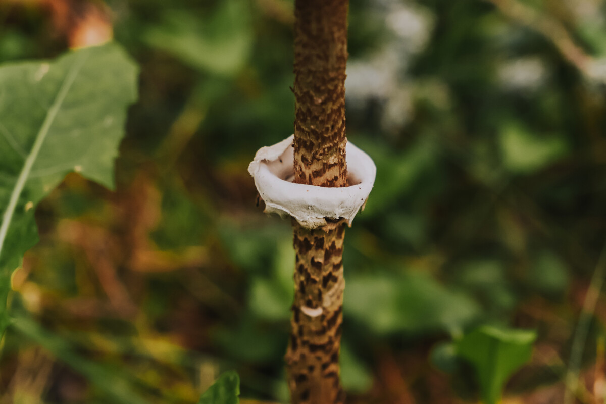 Гриб - зонтик (Macrolepiota procera). Фото: Ирина Маскаленко
