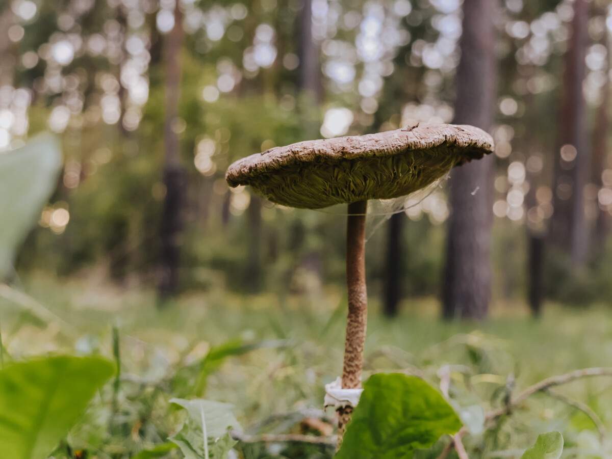 Гриб - зонтик (Macrolepiota procera). Фото: Ирина Маскаленко