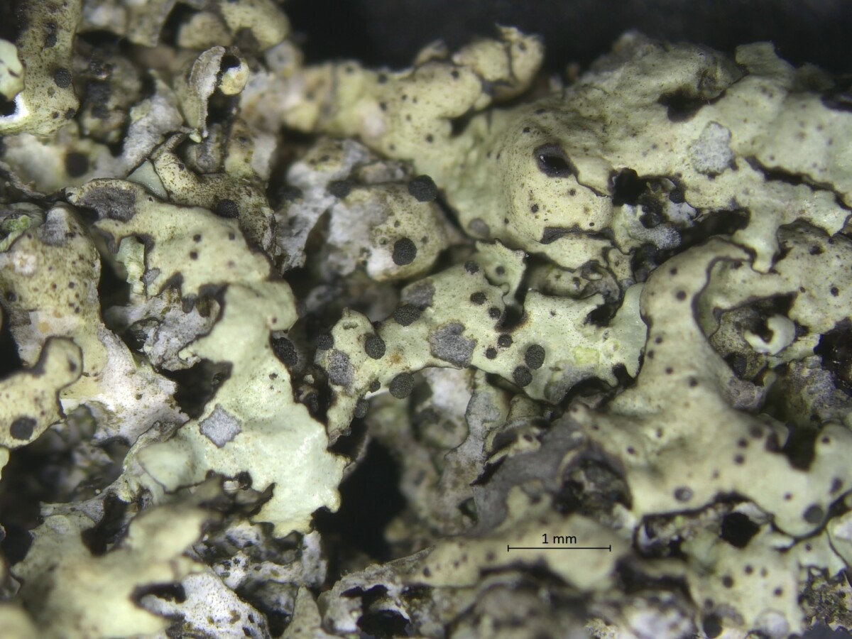 Ранее не зарегистрированный в Латвии вид грибов — Abrothallus caerulescens. Фото: Latvijas Mikologu biedrība