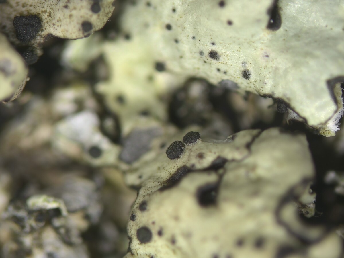 Ранее не зарегистрированный в Латвии вид грибов — Abrothallus caerulescens. Фото: Latvijas Mikologu biedrība