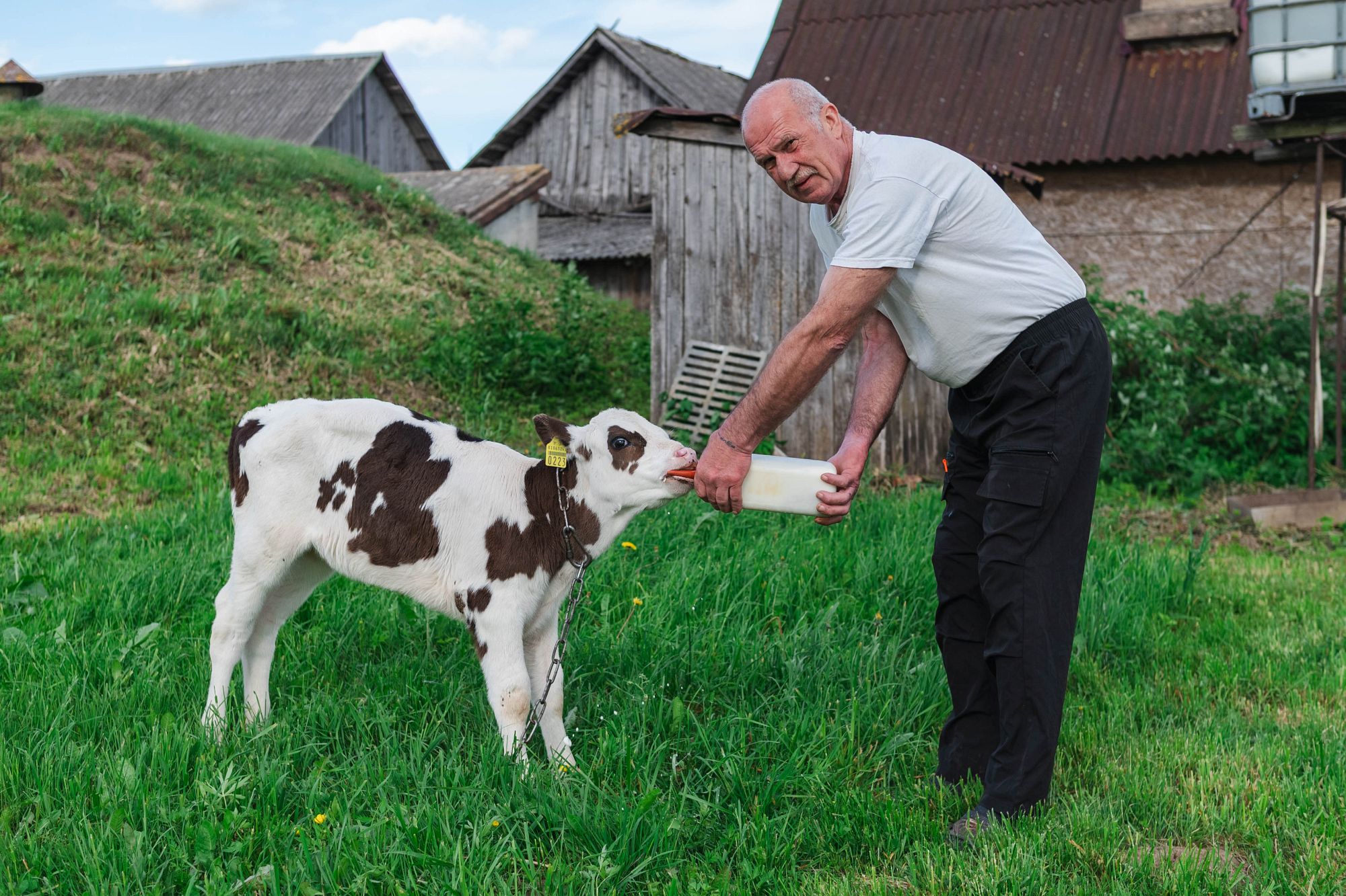 Айнарс кормит телёнка из бутылки.
